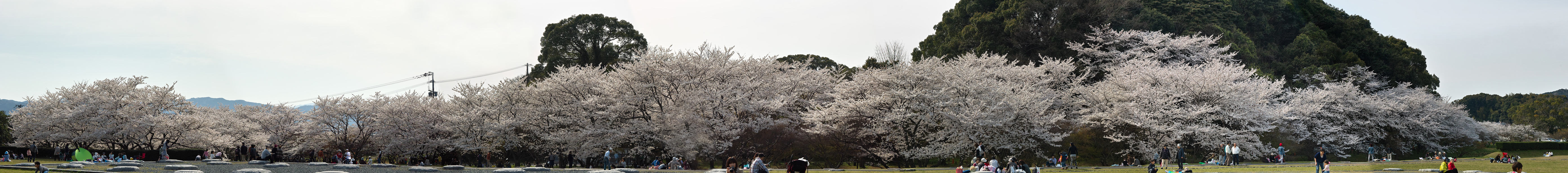 太宰府政庁跡　桜