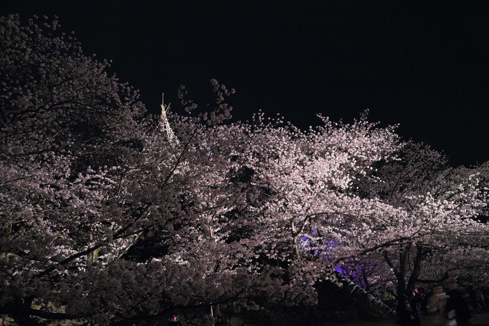 福岡城さくらまつり