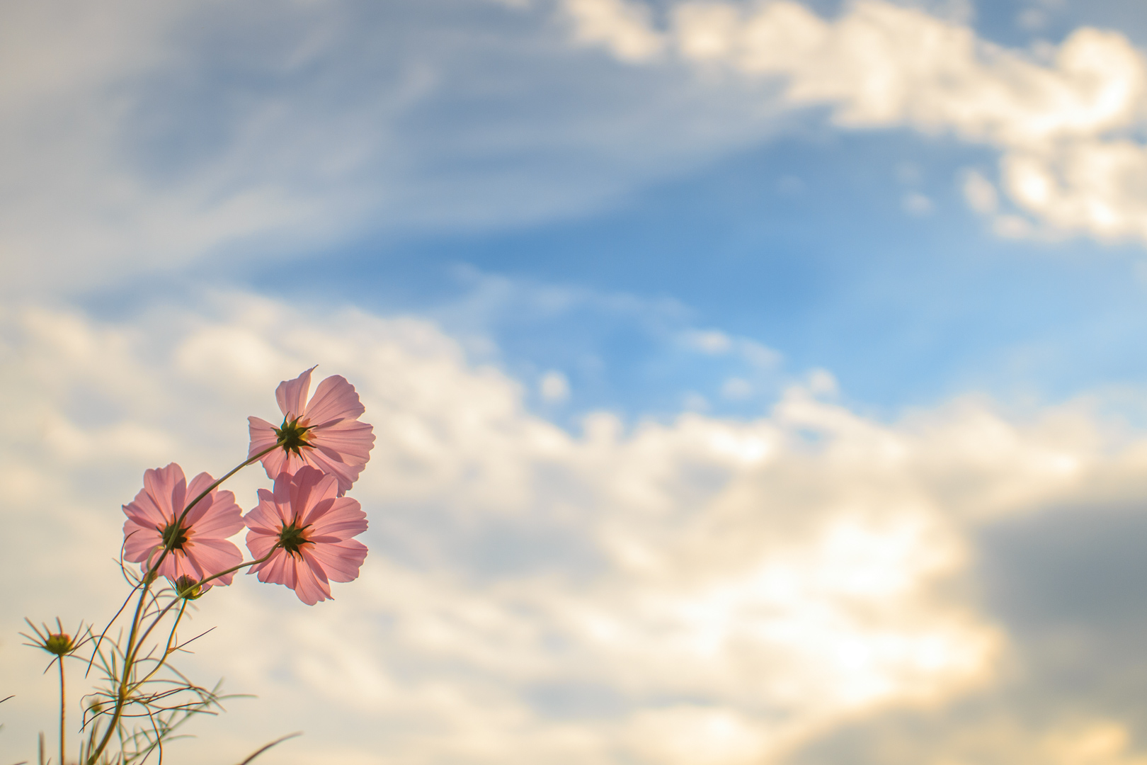 秋桜