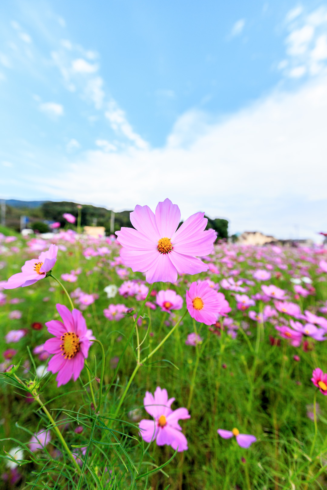 秋桜