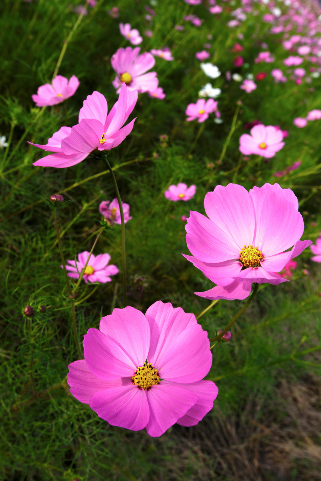 秋桜