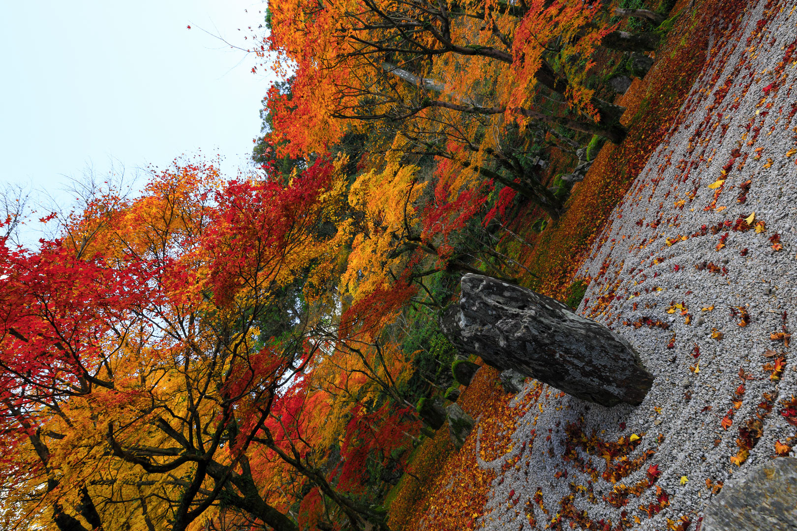 光明禅寺　紅葉