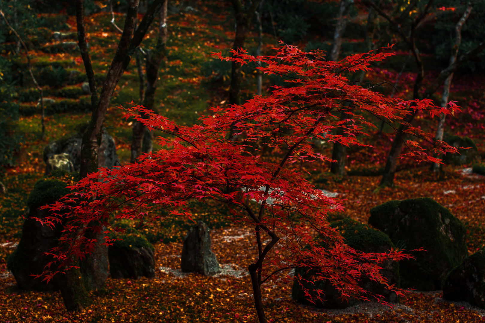 光明禅寺の紅葉