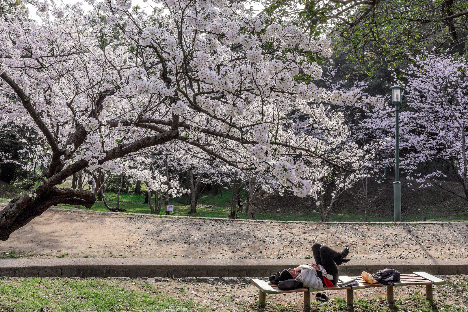 2014年3月　桜　福岡市 西公園