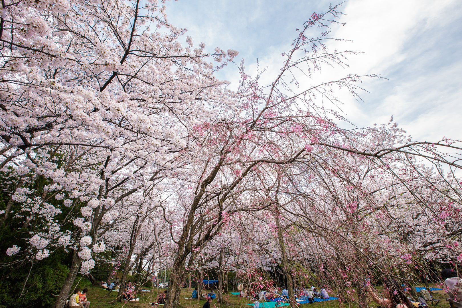 2014年3月　桜　福岡市 西公園