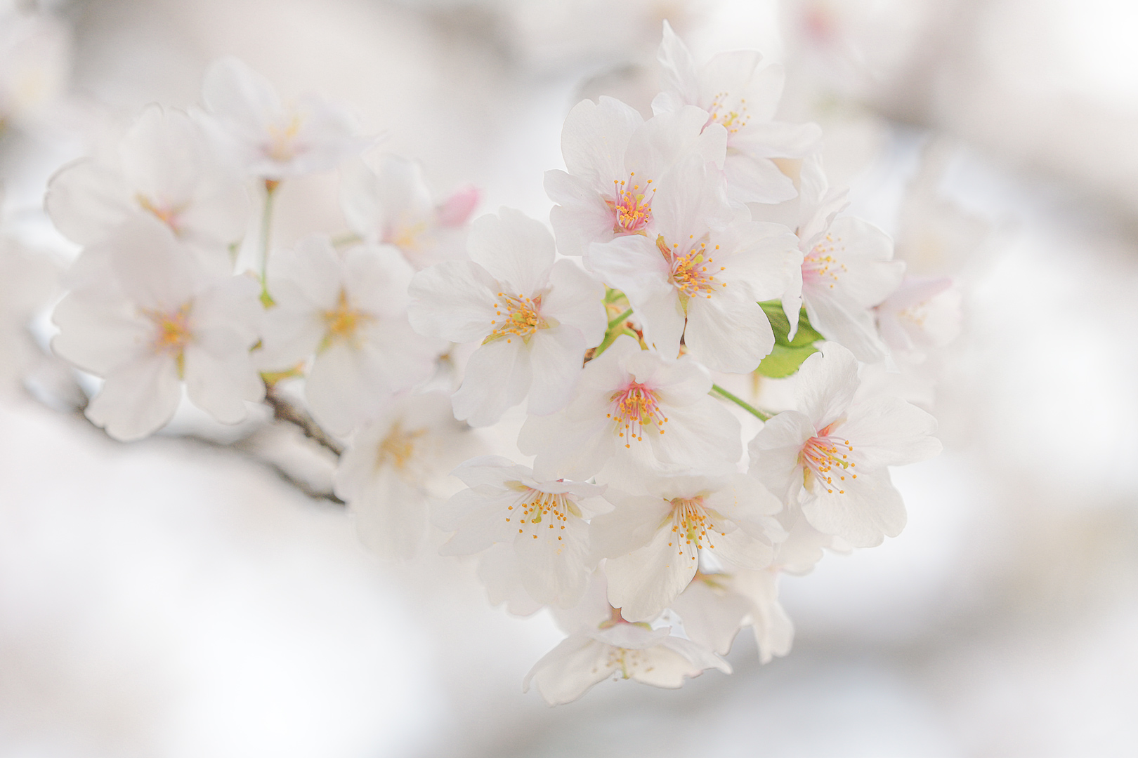 2014年3月　桜　福岡市 西公園