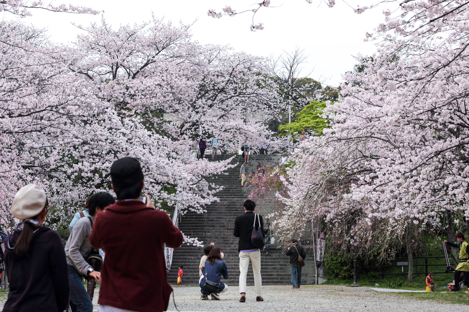 2014年 3月 桜 福岡市 西公園