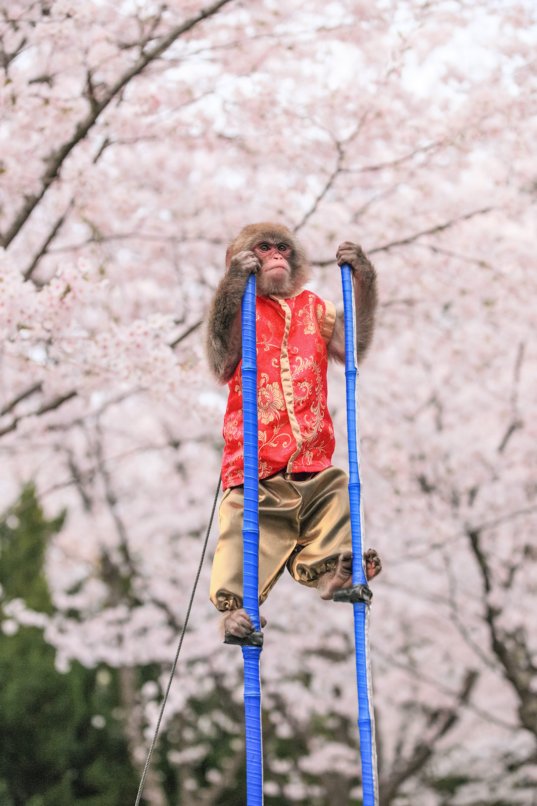 2014年3月　桜　福岡市 西公園