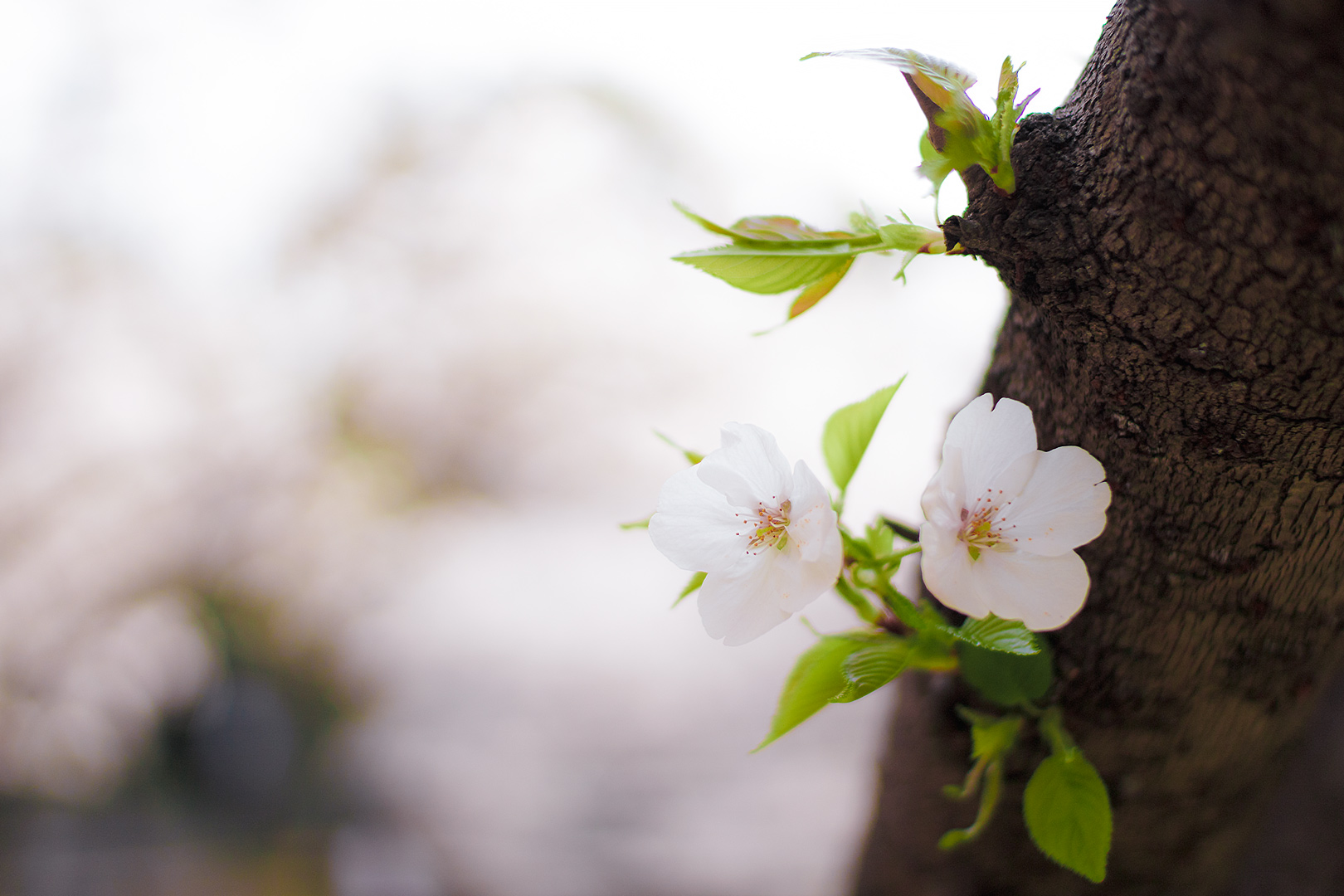 2014年3月　桜　福岡市 西公園